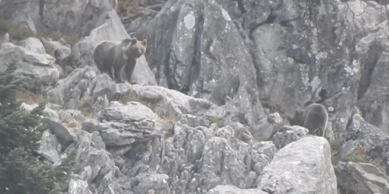Antalya’da Kış Uykusuna Yatmayan Ayılar Böyle Görüntülendi