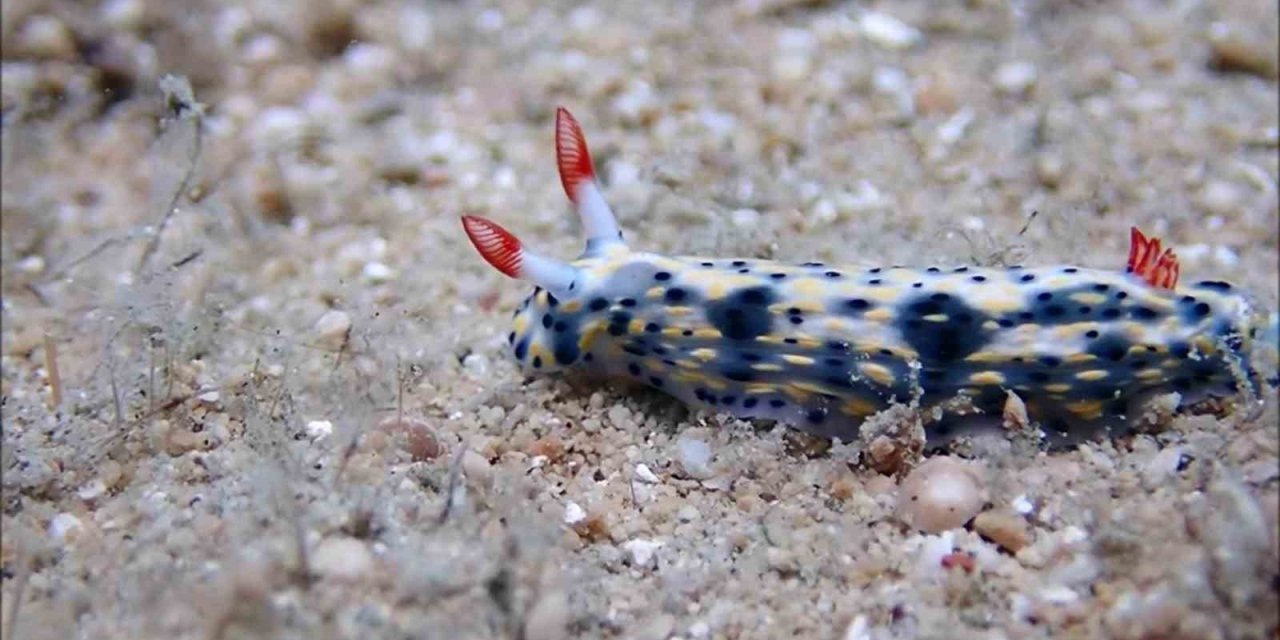 Antalya Körfezi’nde 15 Yıl Önce Görülmüştü, Tekrar Görüntülendi