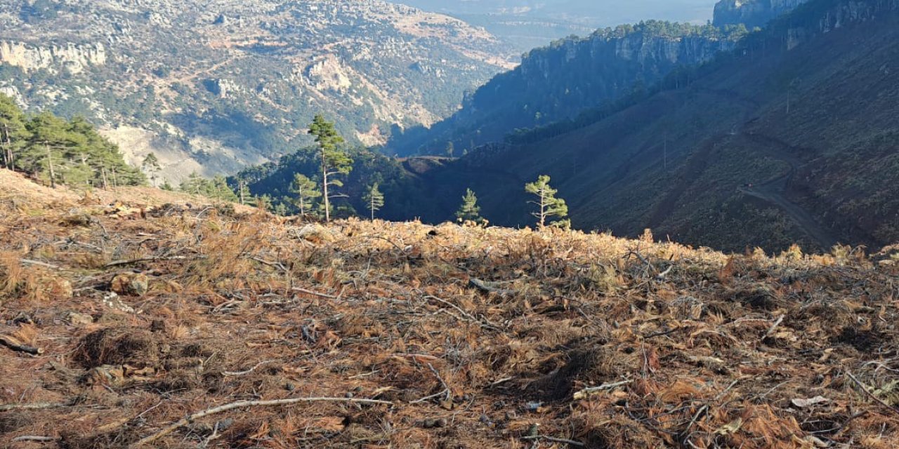 Mersin Orman Bölge Müdürlüğü 42 Bin Hektarlık Alanda Bakım Çalışması Yaptı