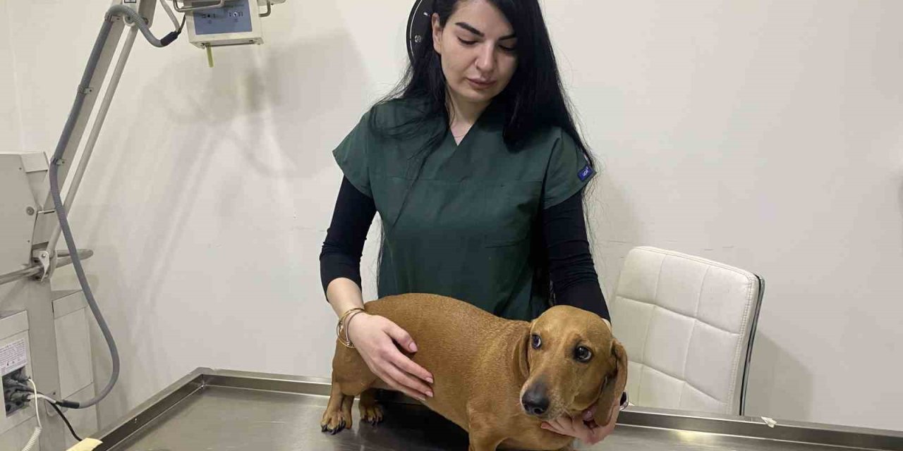 Kış Aylarında Evcil Hayvanların Aşılarını İhmal Etmeyin