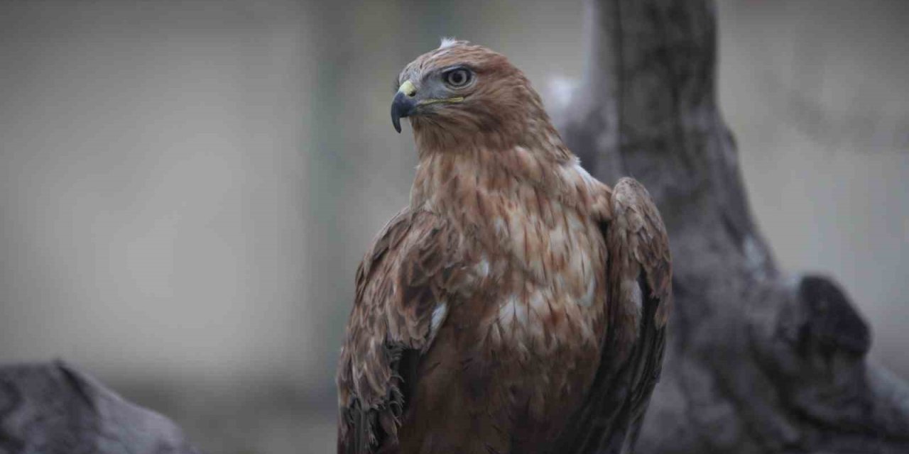 Yaban Hayatından Getirilen Hayvanların Yaraları Sarılıyor