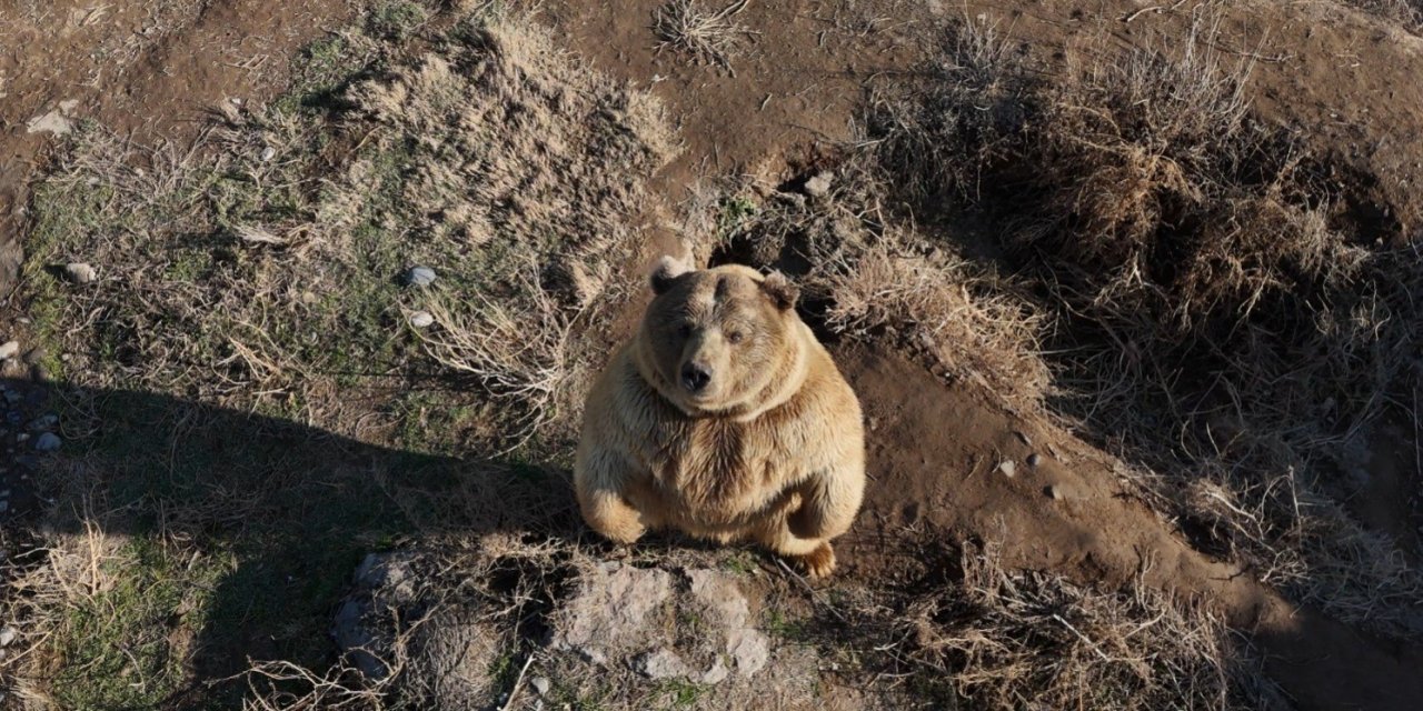 Dron Gören Ayının Sevimli Halleri Tebessüm Ettirdi