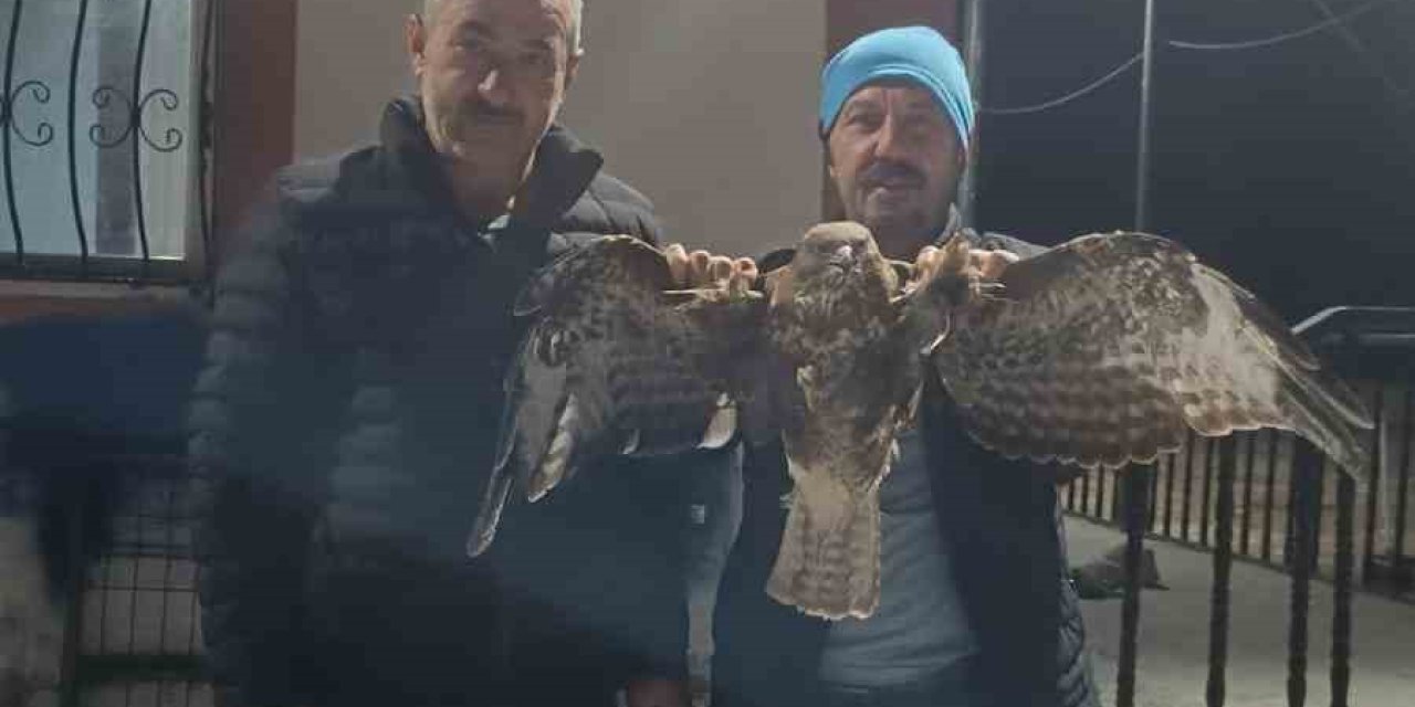 Yaralı Halde Bulunan Kızıl Şahin Koruma Altına Alındı