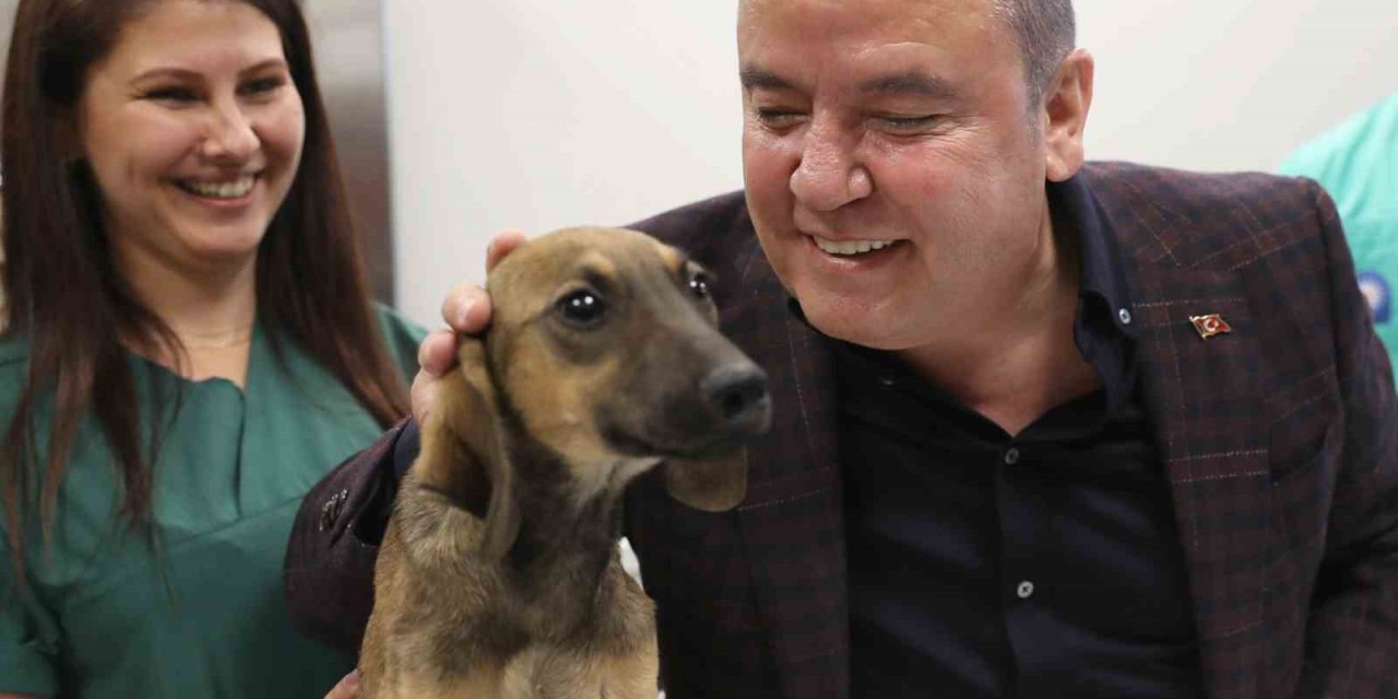 Antalya Büyükşehir Belediyesi 30 Bine Yakın Kedi Ve Köpeğin Tedavisini Gerçekleştirdi