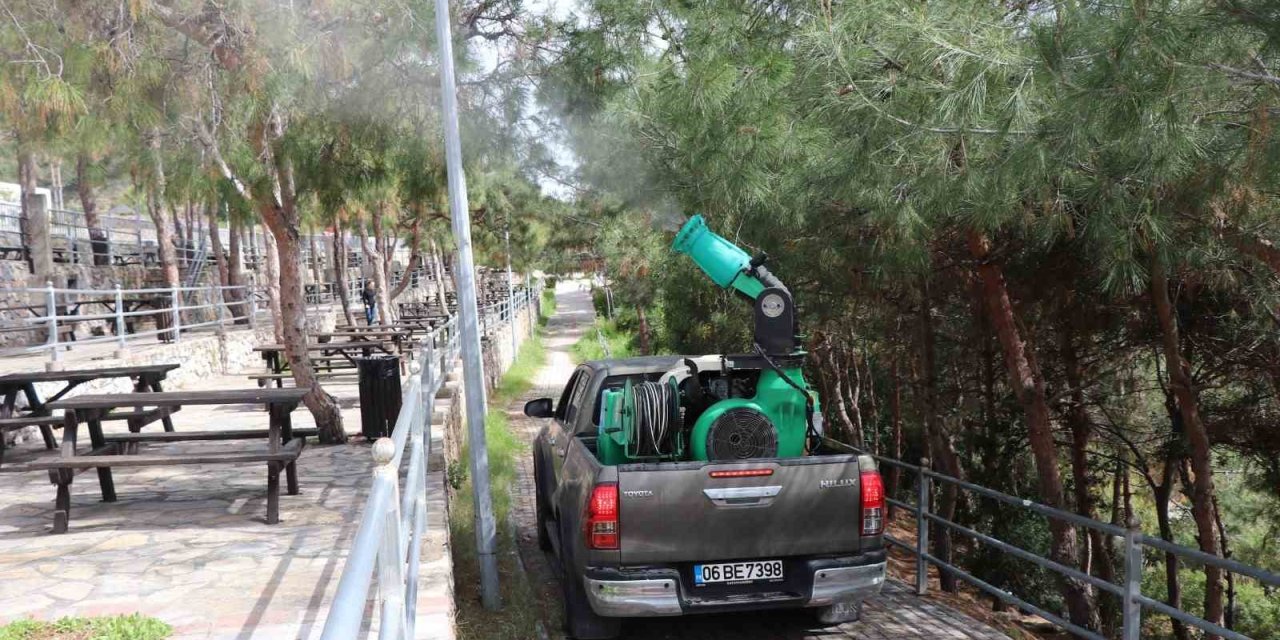 Alanya Belediyesi Çam Kese Böceğine Önlem Aldı