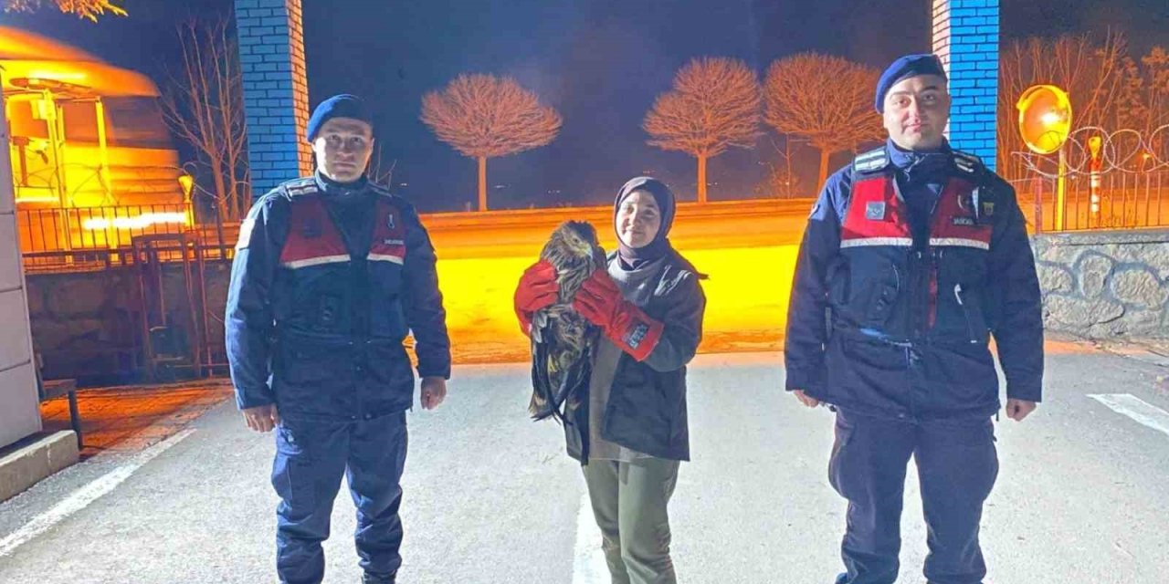 Vatandaşın Bulduğu Yaralı Kızıl Şahin Jandarma Ekiplerine Teslim Edildi