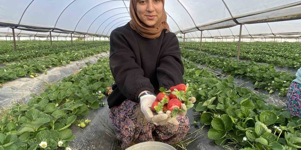 Seradaki Çileğin Fiyatı 1 Ayda Dip Yaptı: Fiyatı 400 Tl’den 90 Tl’ye Düştü
