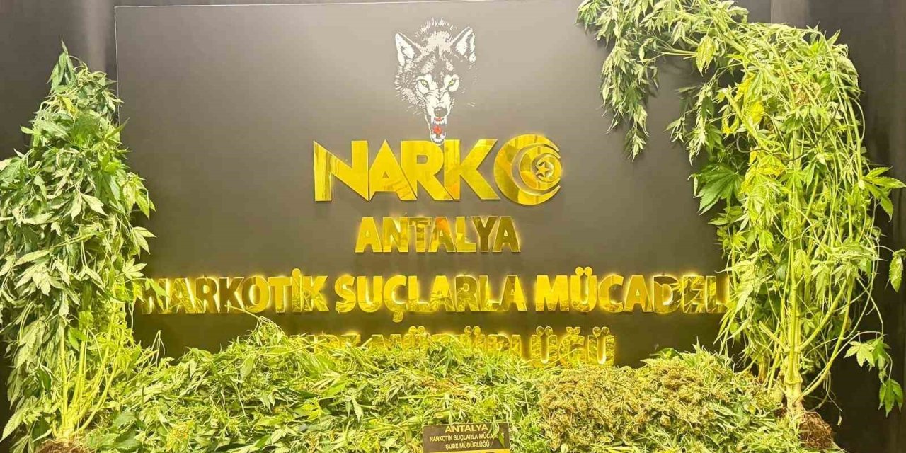 Antalya’da Son 1 Haftada 11 Kilogram Skunk Ele Geçirildi