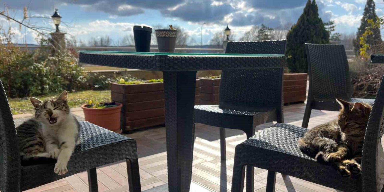 Sevimli Dostlar Sandalyelerde Güneşli Havanın Keyfini Çıkardı