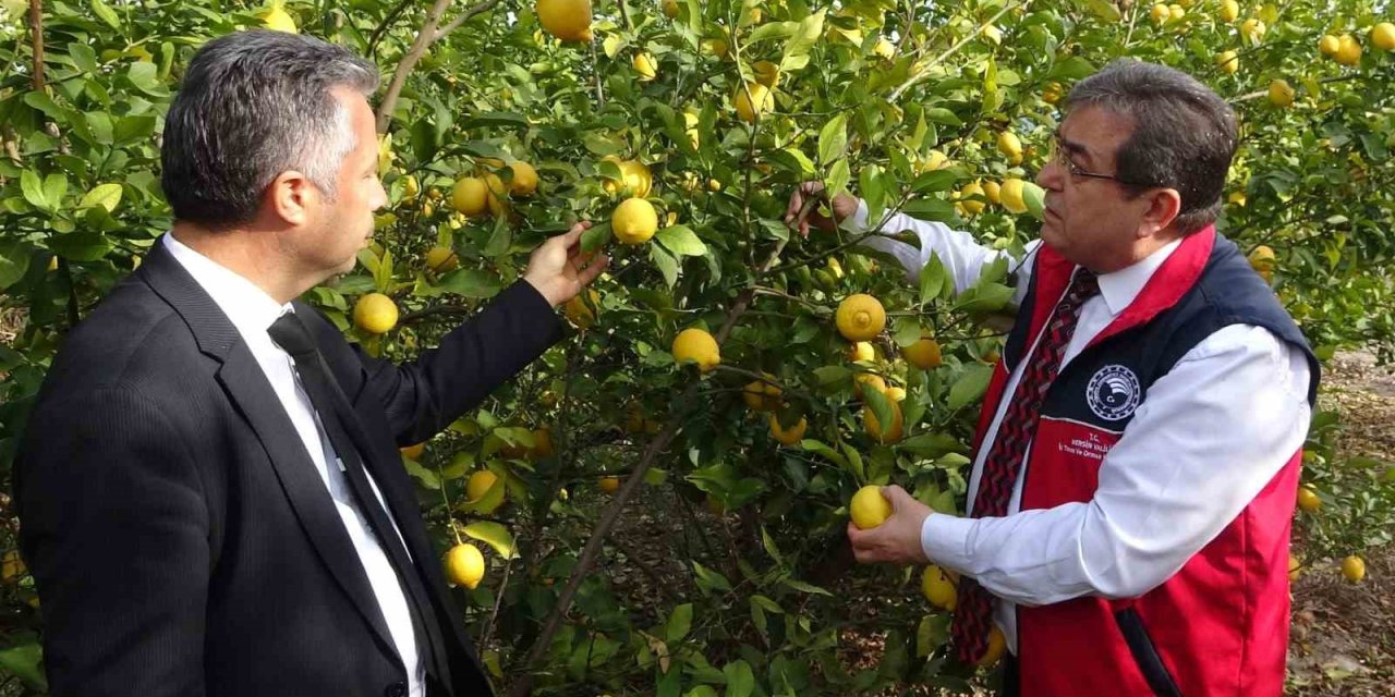 Fiyatı 5-6 Tl’ye Düşen Limona Talebi Artıracak Denetimler Başladı