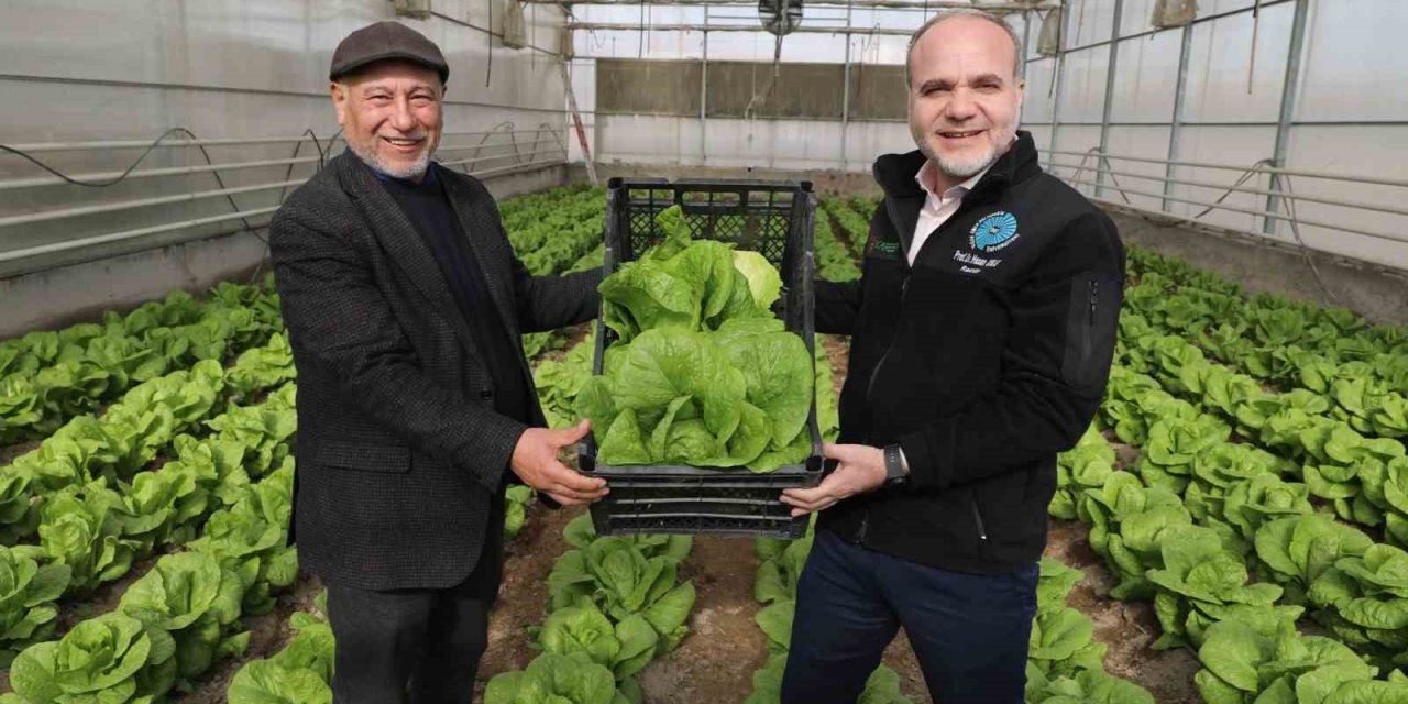 Niğde Ömer Halisdemir Üniversitesi’nde Marul Hasadı Yapıldı