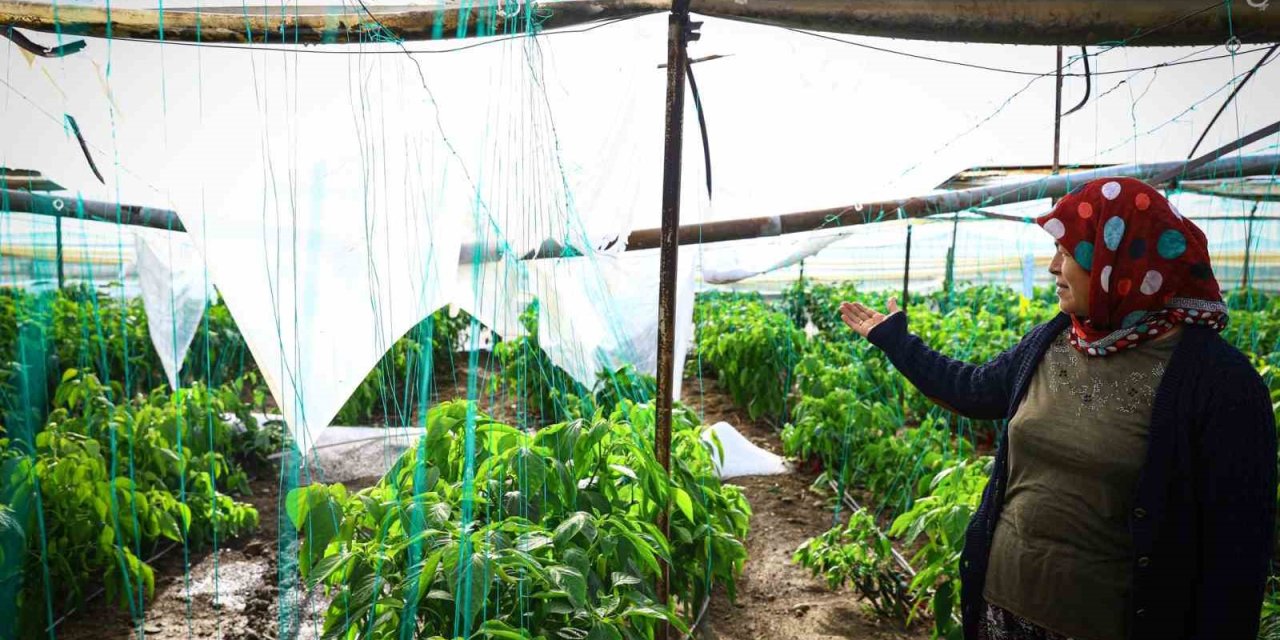 Demre’de Dolu Yağışıyla Zarar Gören Seralar Tespit Ediliyor