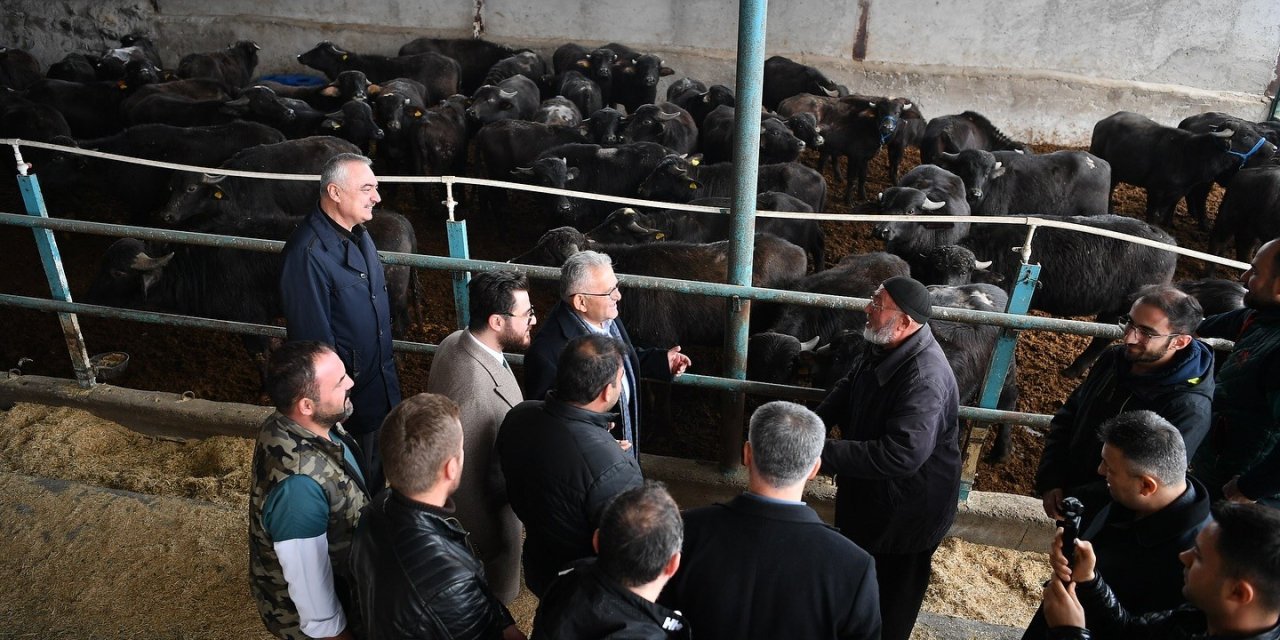 Başkan Büyükkılıç’tan Üreticilere 100 Manda