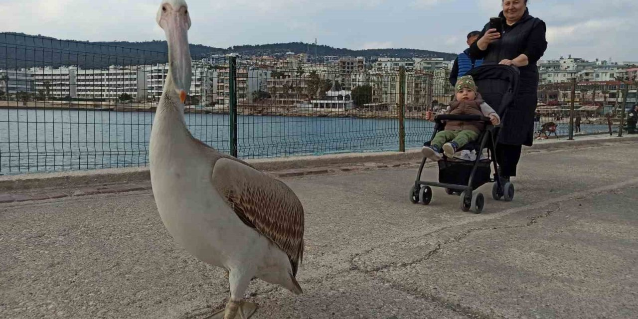 Silifke Sahillerinde Dolaşan Pelikan İnsanların Maskotu Oldu