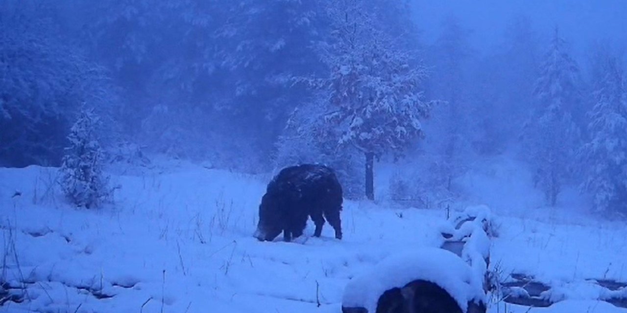 Karlı Havada Yiyecek Arayan Domuzun Görüntüleri Kameraya Yansıdı
