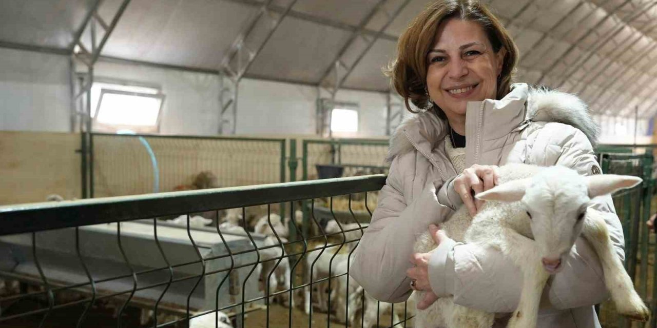 Büyükşehir Üreticilere Küçükbaş Hayvan Desteği Sağlıyor