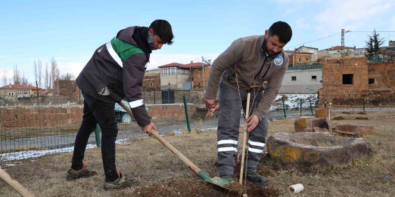 Talas Kırsalındaki Kamu Alanlarına Kestane Fidanı