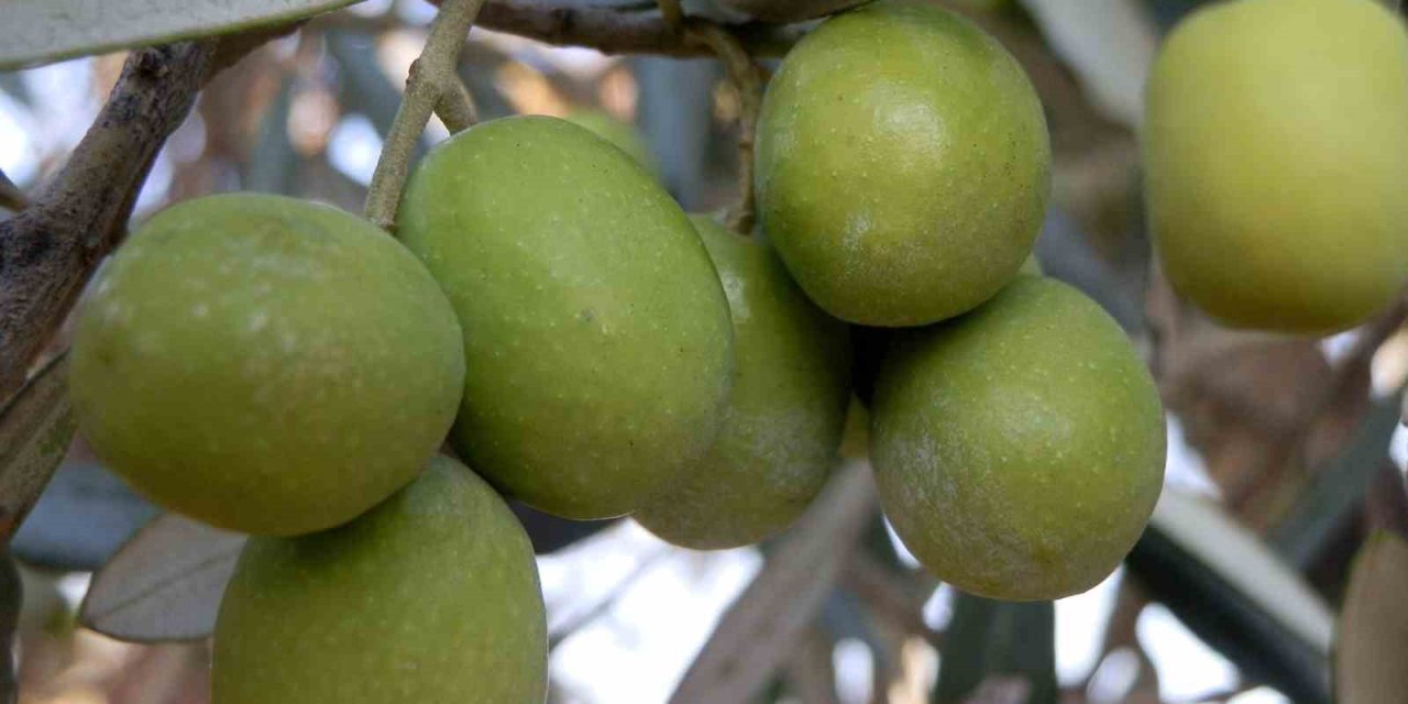 Mersin’de 150 Bin  Ton Zeytin Rekoltesi Elde Edildi