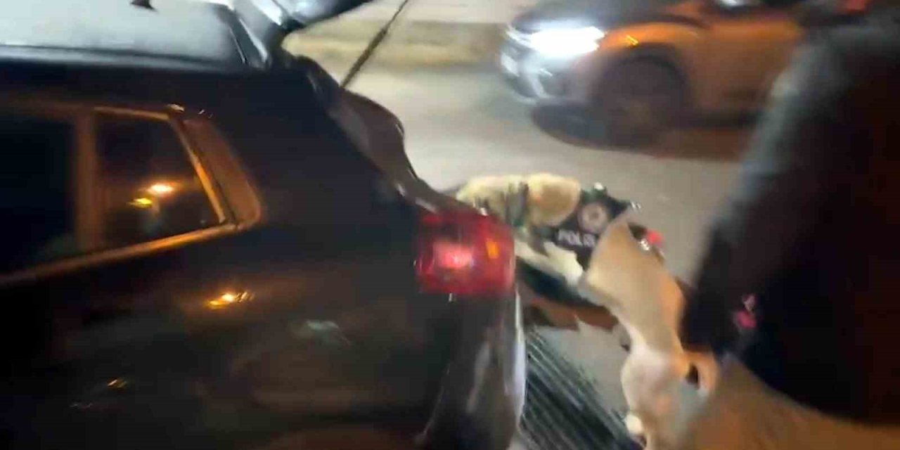 Narkotik Köpeği Jack Zehir Tacirlerine Göz Açtırmadı