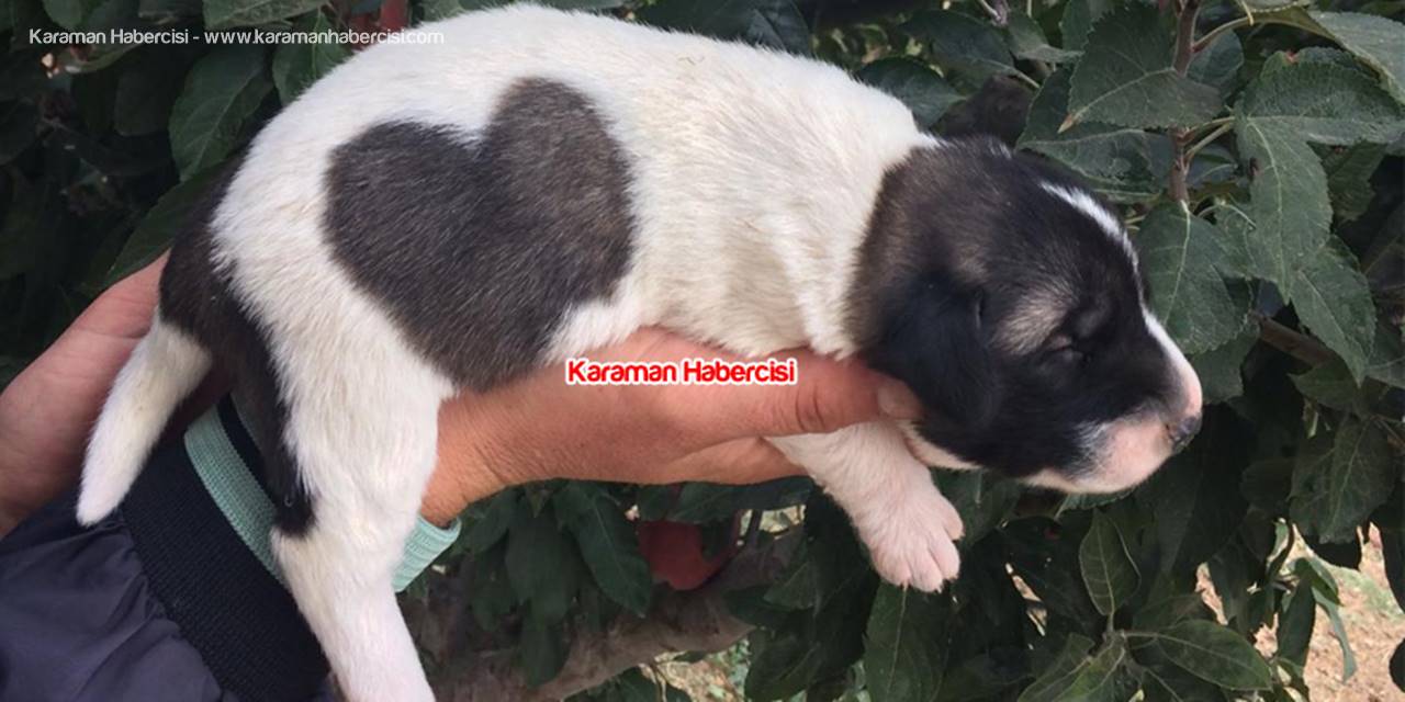Karaman’da Minik Köpeğin Şaşırtan Tüyleri