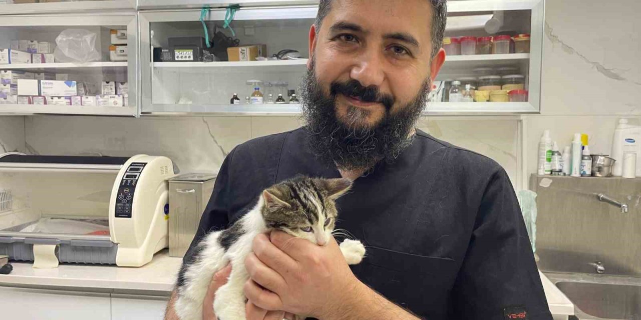 Veteriner Hekim Sahte Mama Riskine Karşı Uyardı