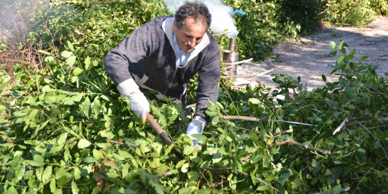 Antalya’dan Tüm Dünyaya İhraç Ediliyor: 300 Ton Defne Yaprağı Hasadı Yapıldı