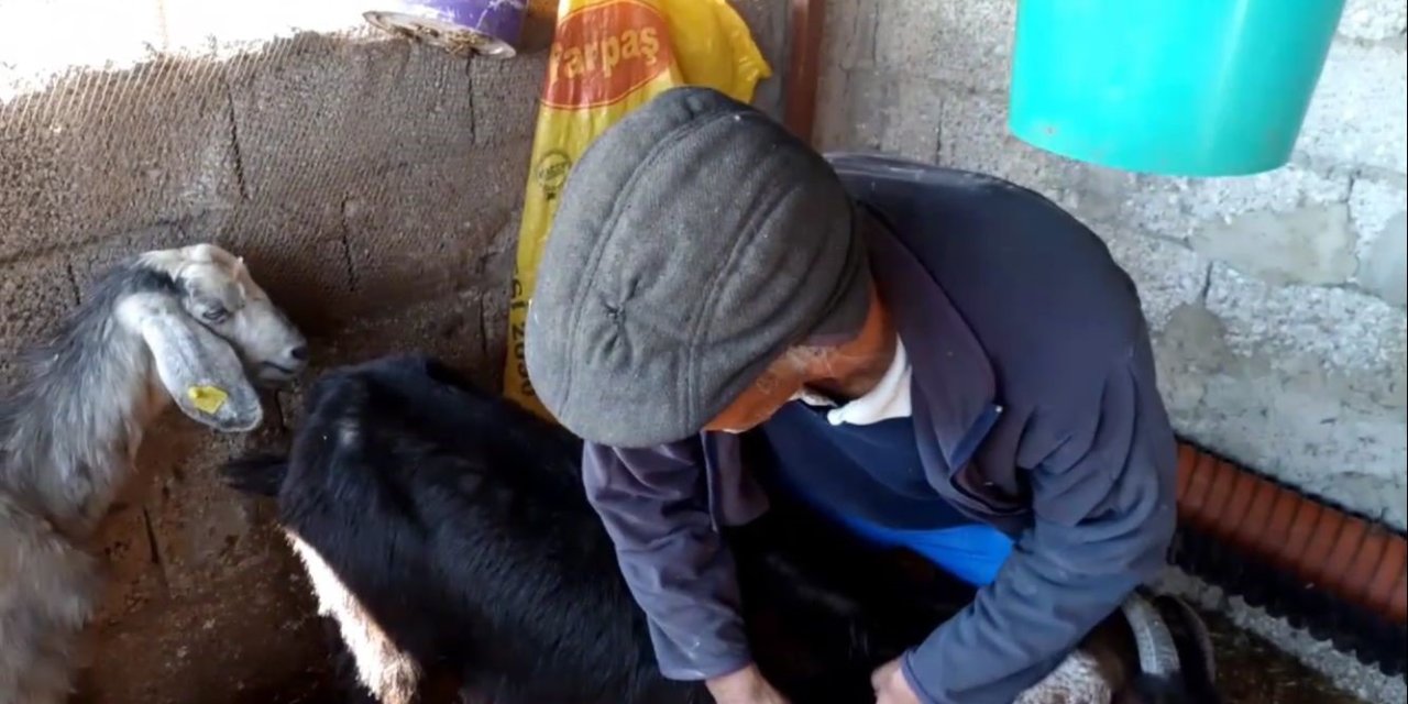 Köpekler Dehşet Saçtı: Gebe 26 Hayvan Telef Oldu