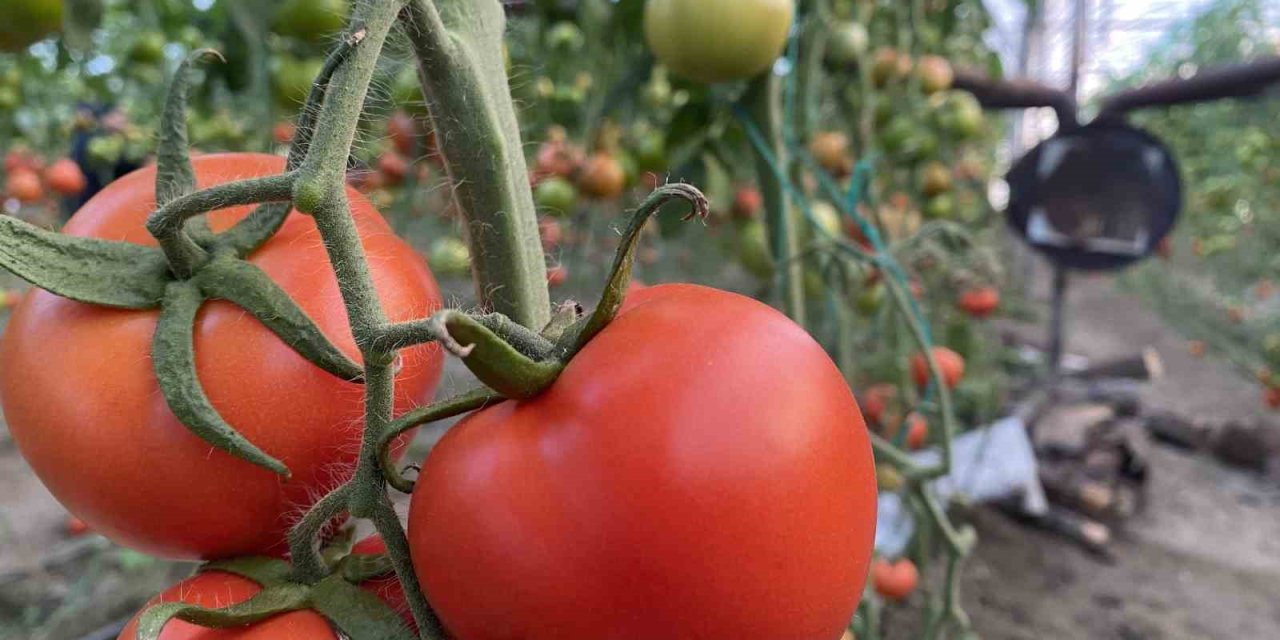 Ocakta Domatesin Miktarı Da Fiyatı Da Arttı