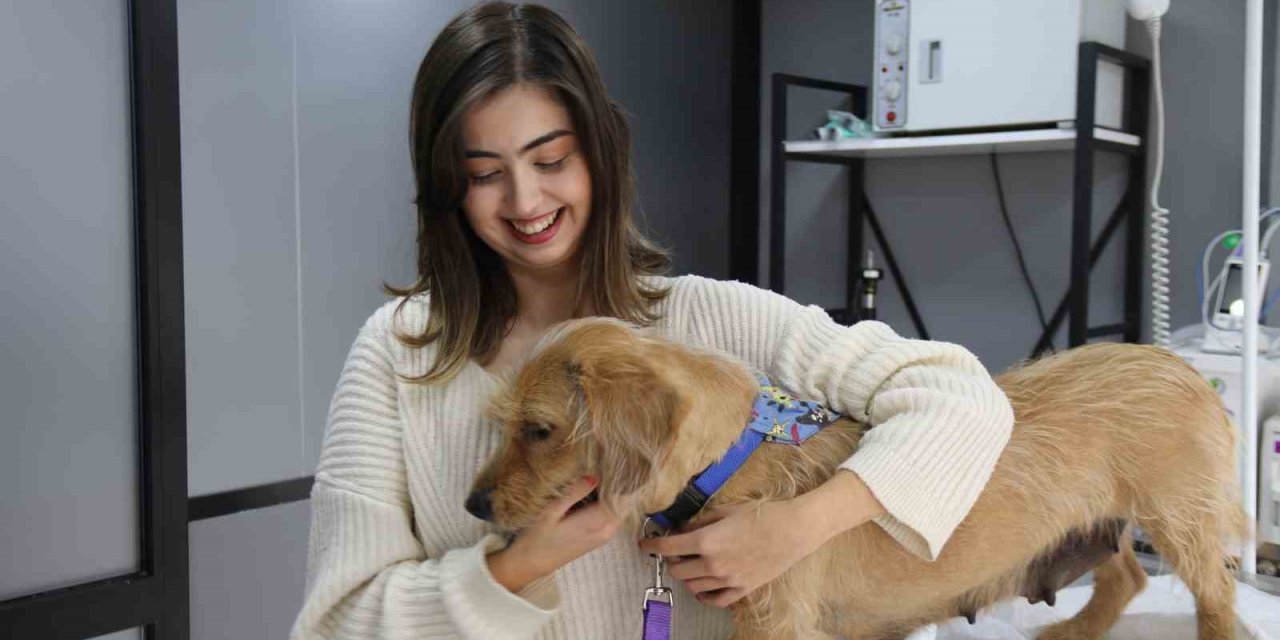 Eskişehir’de Vurulan 12 Yerinden Yaralanan Köpek Hayvan Severler Tarafından Tedavi Ettirildi