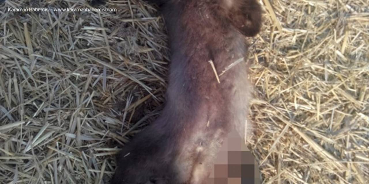 Konya'da Direğe Asılı Ölü Kaya Sansarı Bulundu