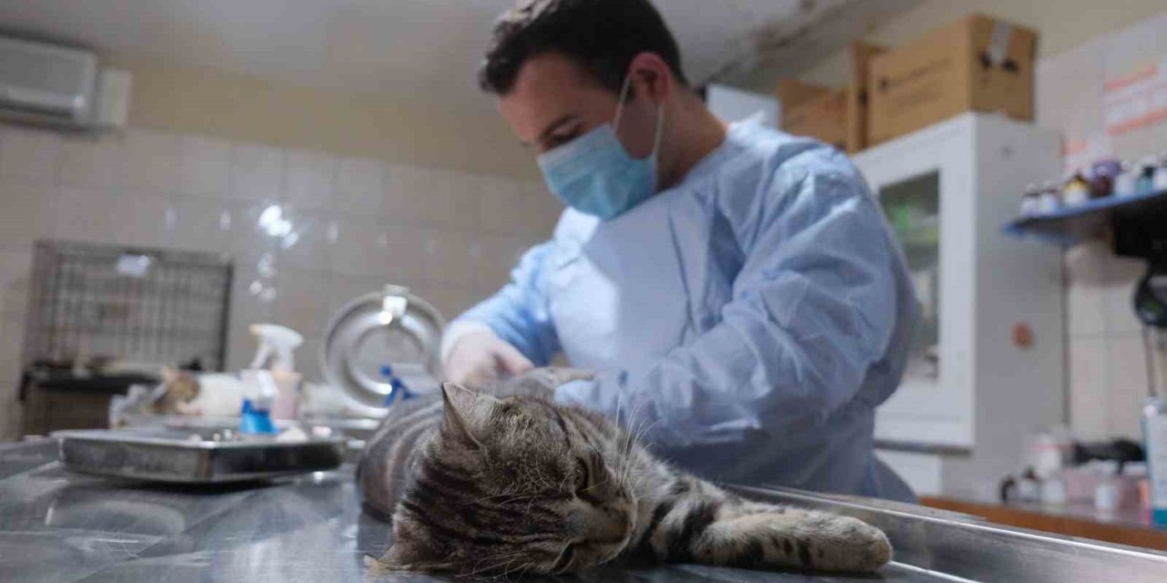 Kemer Belediyesi Patili Dostların Yanında