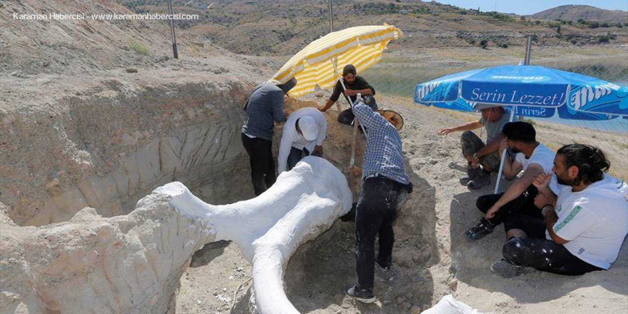 7,5 Milyon Yıllık Fosil "Alçı Ceketle" Taşındı