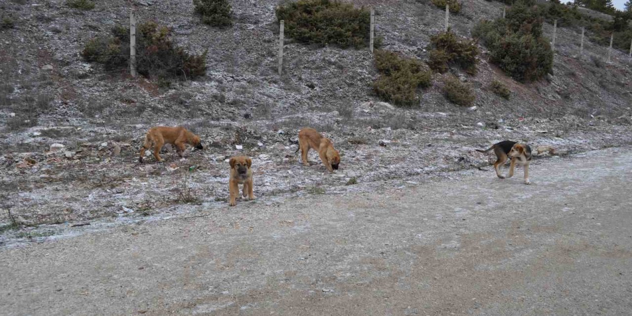 Olumsuz Hava Şartları Sokak Hayvanlarının Yiyecek Bulmasını Zorlaştırdı