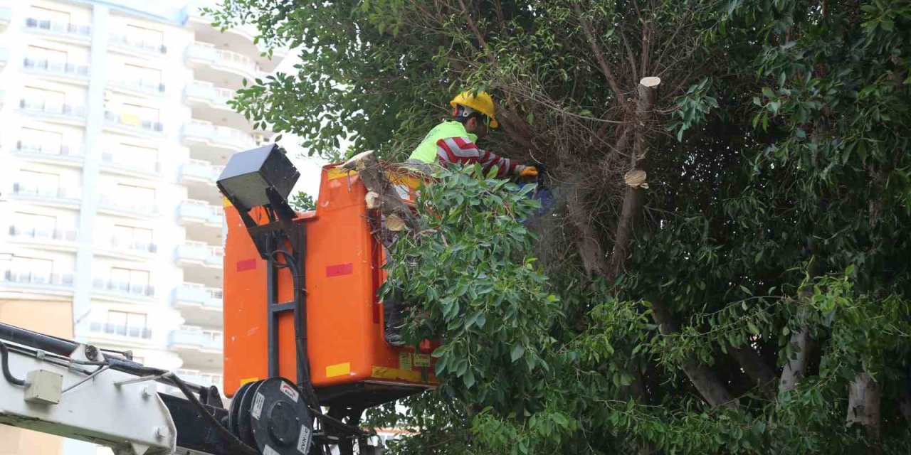 Mersin Erdemli’de Budanan Dallar Odun Oluyor Vatandaşların Evleri Isınıyor
