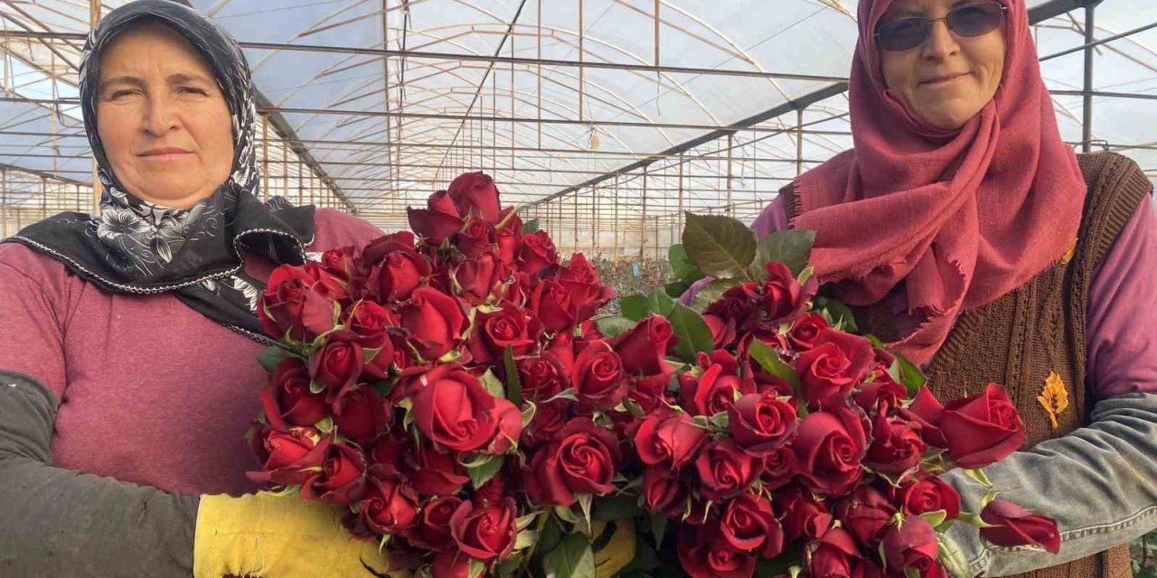 Sevgililer Günü Gül Üreticisinin Yüzünü Güldürecek