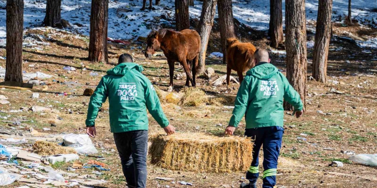 Mersin’de Yılkı Atları İçin Doğaya Yem Bırakıldı