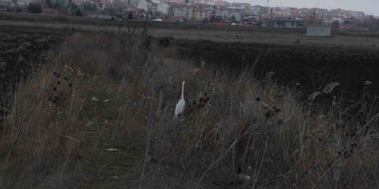Eskişehir Nadir Görülen Beyaz Balıkçıl Kuşu Fotoğraflandı