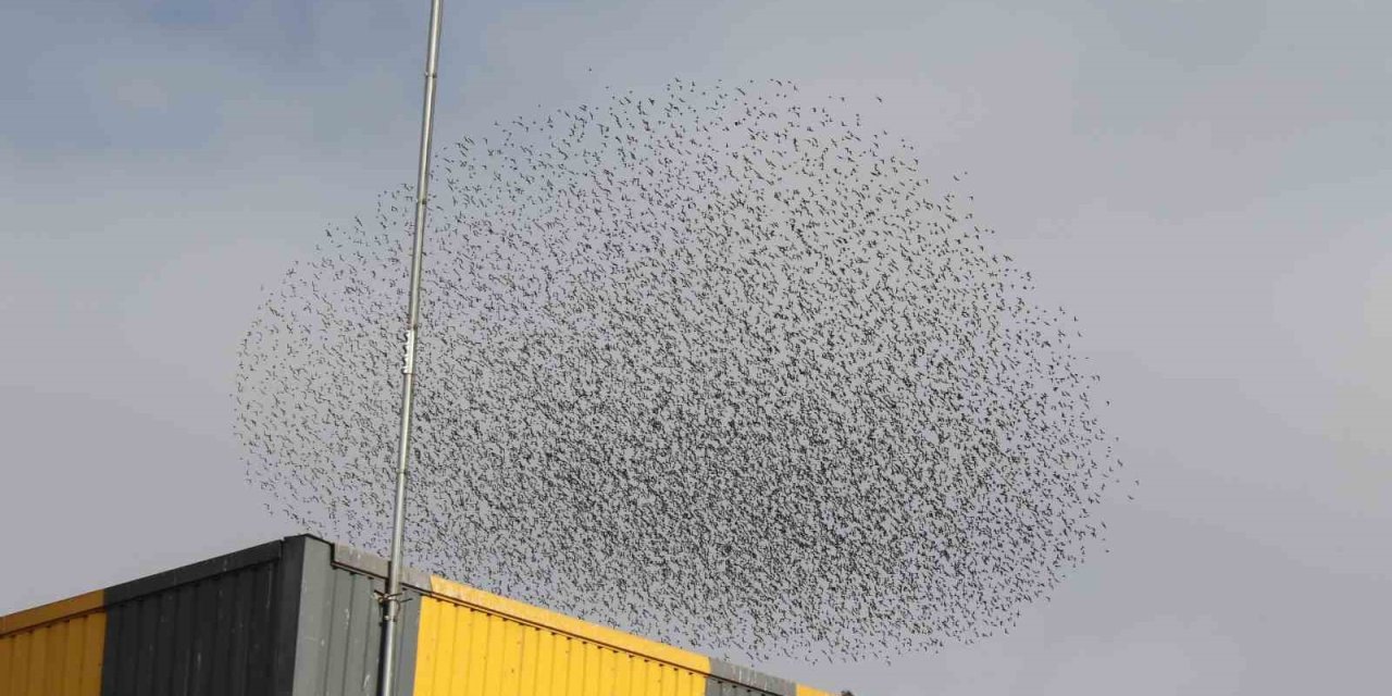 Gökyüzünde Kuş Sürüsünün Hayran Bırakan Şöleni