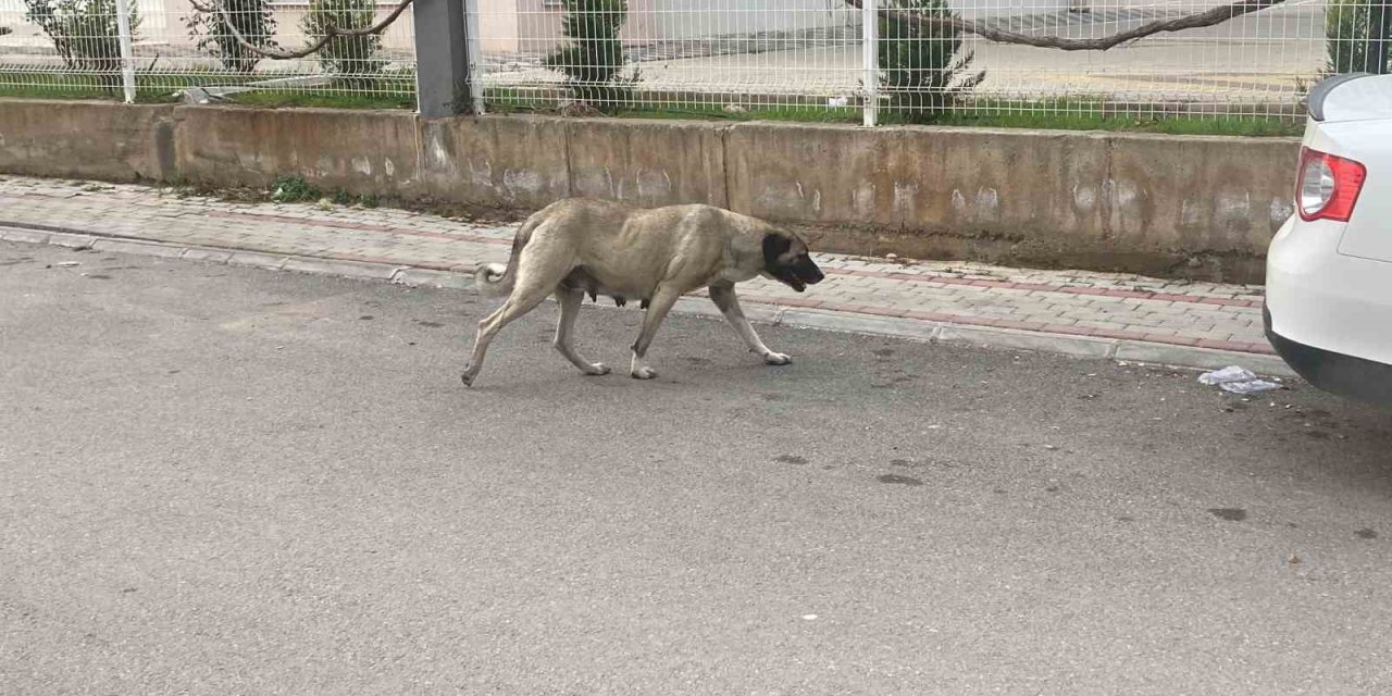 Sokak Köpekleri Kadına Saldırdı: O Anlar Kamerada