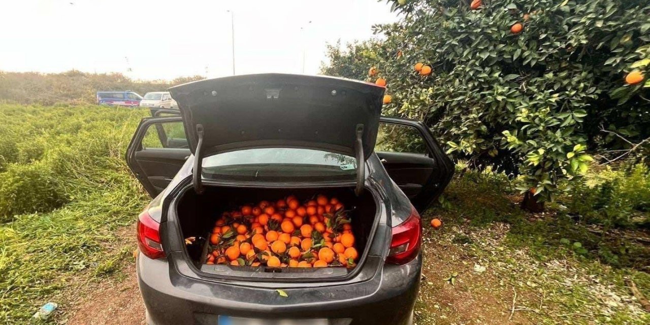 Otomobiliyle Portakal Çalan Şüpheli Tutuklandı