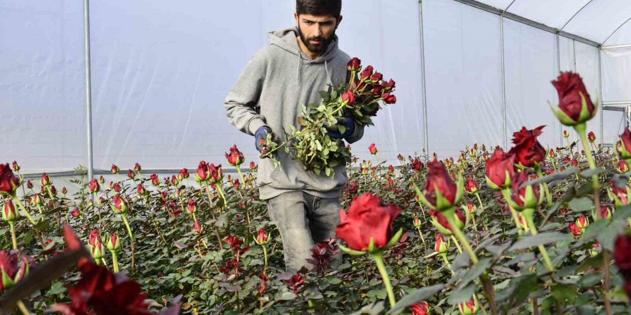 Gül Üreticileri Ve Çiçekçi Esnafını ’14 Şubat’ Telaşı Sardı