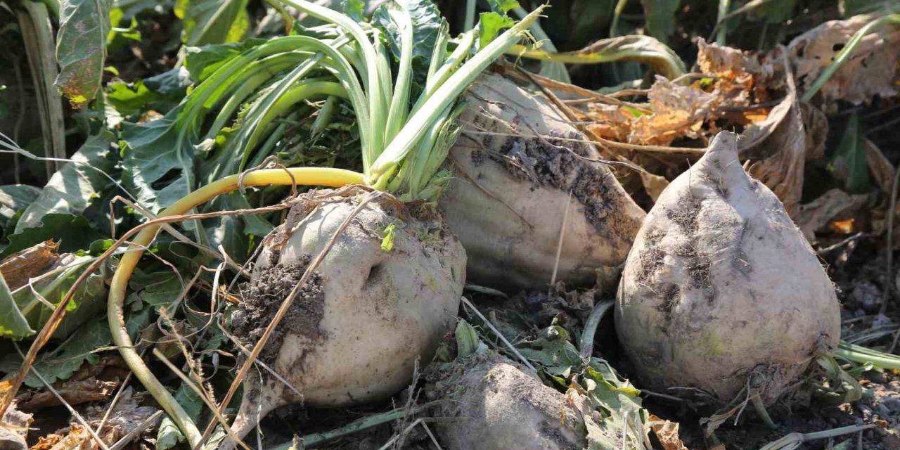 Konya Şeker 6 Milyar 272 Milyon 593 Bin Lira Pancar Bedeli Ödemesi Yapıyor