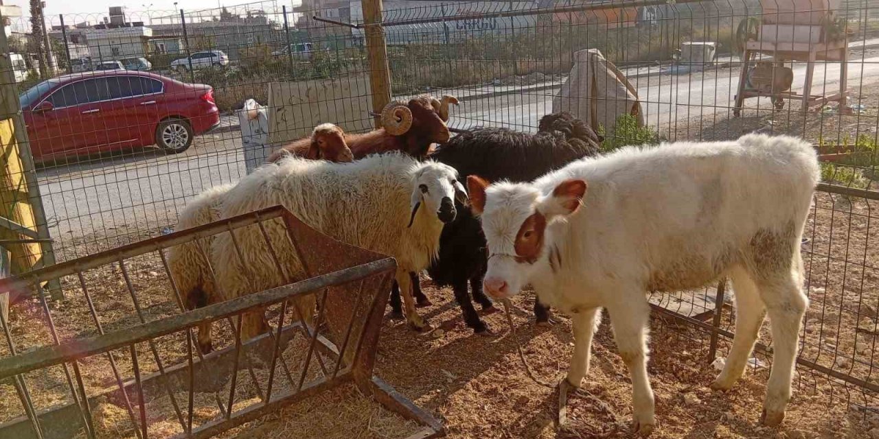 Danayı Bile Otomobille Çalmışlar: Yakalanan 3 Hırsız Tutuklandı