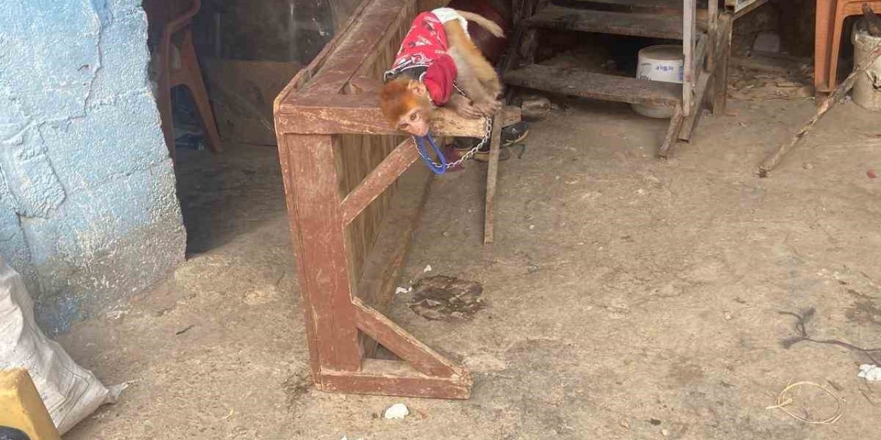 Tarsus’ta Evde Beslenmesi Yasak Maymun Ve Sincap Ele Geçirildi