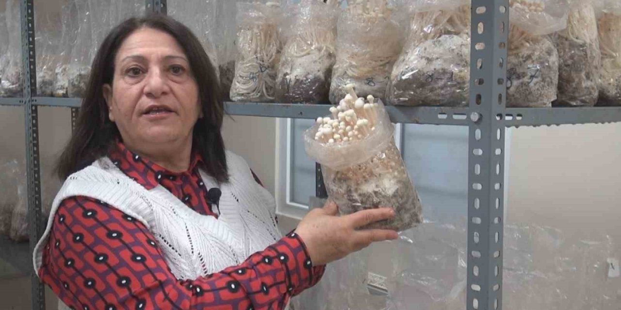Esogü’de Enoki Mantarı Yetiştiriliyor