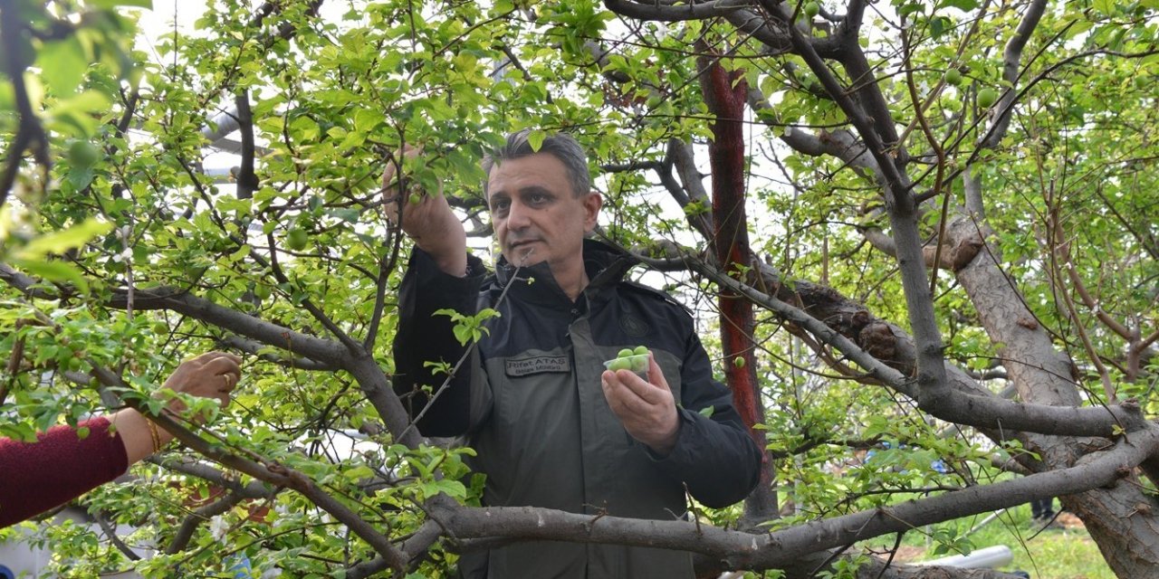 Orköy Desteğinde Üretilen Eriklerin Hasadı Yapıldı