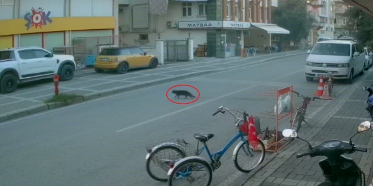 Kaybolan Cins Kediyi Polisler Bulup Sahibine Teslim Etti