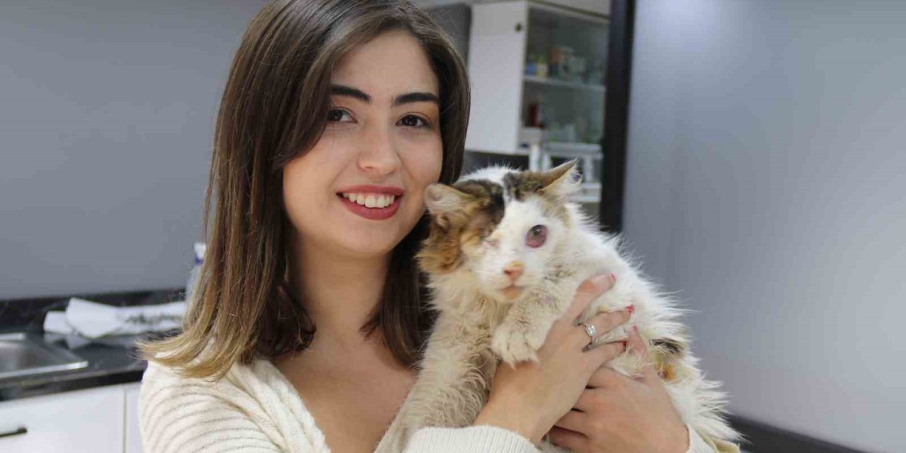 Yaralı Kedi Tek Gözüyle Hayvan Severler Sayesinde Hayata Tutundu