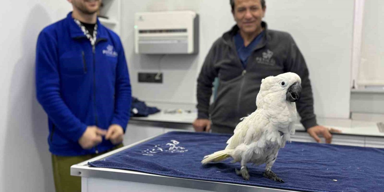Mersin’de Veterinerlerin Dans Ettiği Papağan Sosyal Medyada Viral Oldu