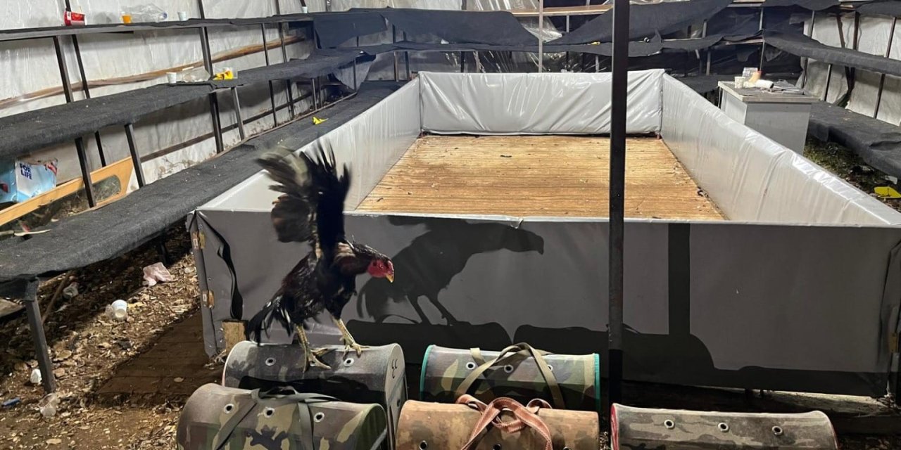 Antalya’da Horoz Dövüştüren 14 Kişiye Ceza Yağdı